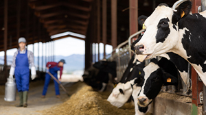 Cows on a farm
