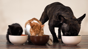 Pets eating out of bowls