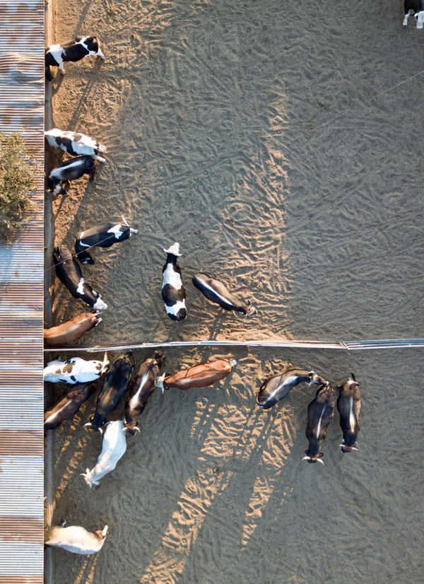 Birds eye view of cows on a farm