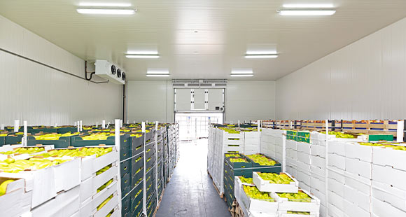 A cold room with boxes of fruit inside