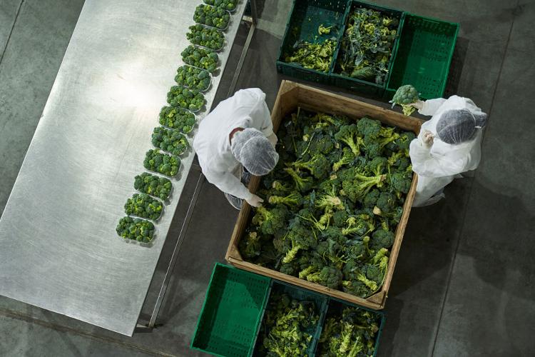 How Cold Storage Improves Production Efficiency This guide explains exactly how professionally designed cold rooms and freezer rooms improve production efficiency, reduce operational bottlenecks, and support the long-term growth of food manufacturing businesses.